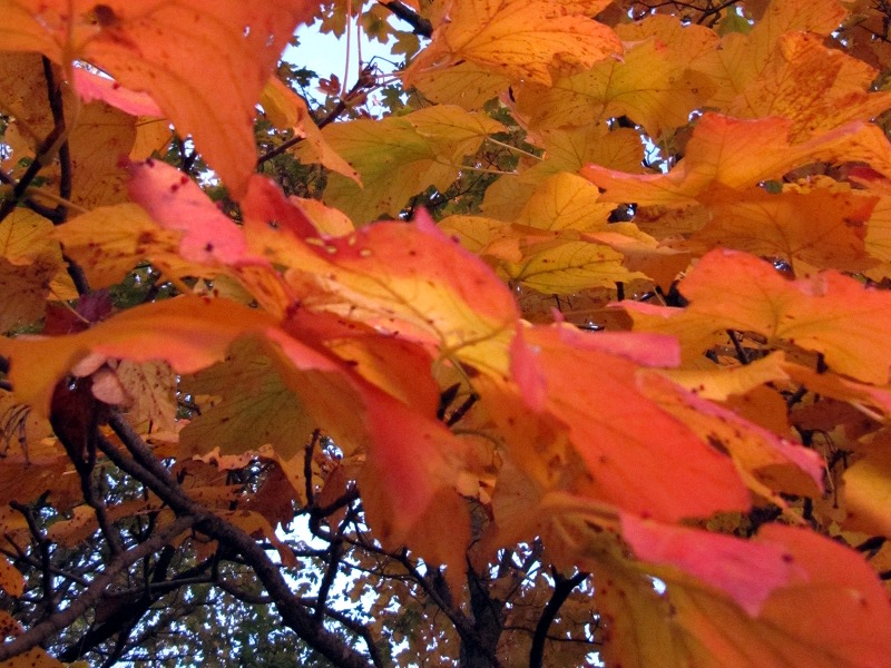Acero pseudoplatano autunno